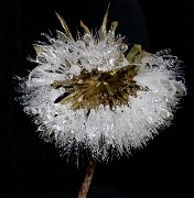 Agosceris - Mountain Dandelion 4729